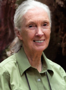 jane goodall